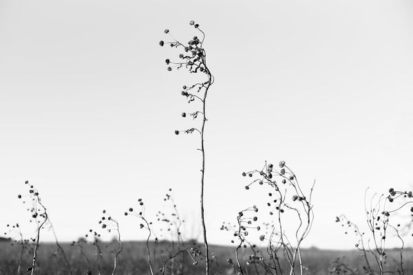 Black and white fine art photograph of whimsical long-stemmed winter grasses growing above the horizon of the American prairie. 