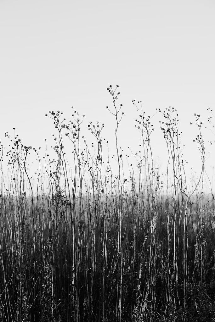 Black and white fine art photograph of a tall winter grasses growing toward the deep blue sky of the American prairie.