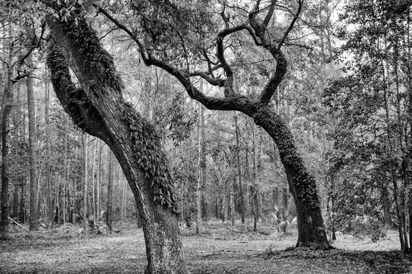 Black and white landscape photograph of two big trees with ferns growing from their trunks, in the woods near the Ashley River in the Low Country near Charleston, South Carolina.