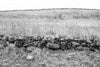 Right side image from a set of two unframed photographs of an old stone wall running across the beautiful Pennsylvania landscape