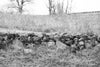 Left side image from a set of two unframed photographs of an old stone wall running across the beautiful Pennsylvania landscape