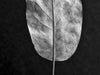 Leaf Detail Set of Two Stacked Black and White Photographs (DSC01393)