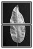 Leaf Detail Set of Two Stacked Black and White Photographs (DSC01393)