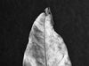 Leaf Detail Set of Two Stacked Black and White Photographs (DSC01393)