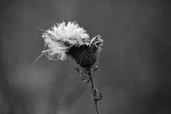 Black and white minimalist landscape photograph of a thistle with a fluffy white cap of seeds bursting from its top seen on a dark and gloomy winter day.