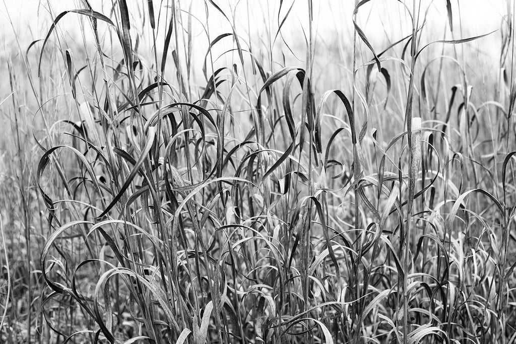 Black and white photograph of the whimsical curls and coils of tall winter grasses.