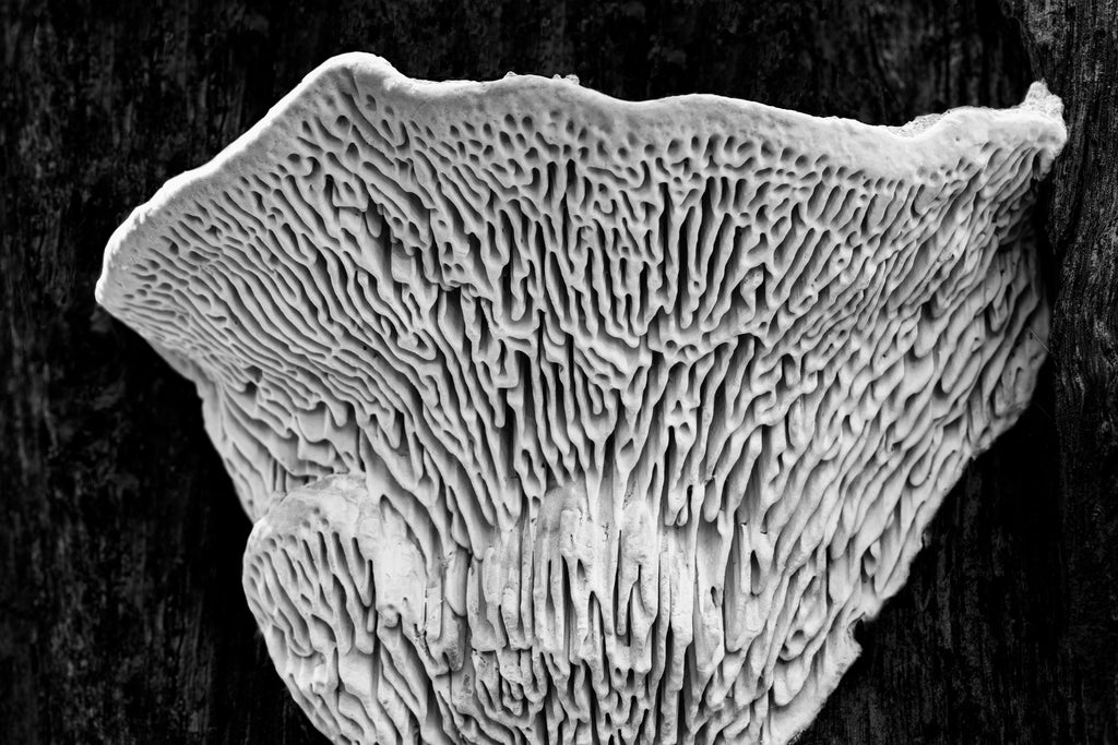 Black and white detail photograph of the intricate natural patterns found in a fungus structure growing on the trunk of an old tree.