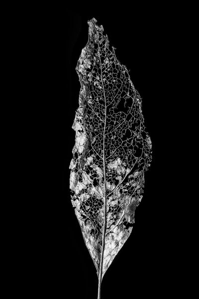 Black and white detail photograph of a the beautifully intricate skeleton of a partially decomposed fallen leaf. 