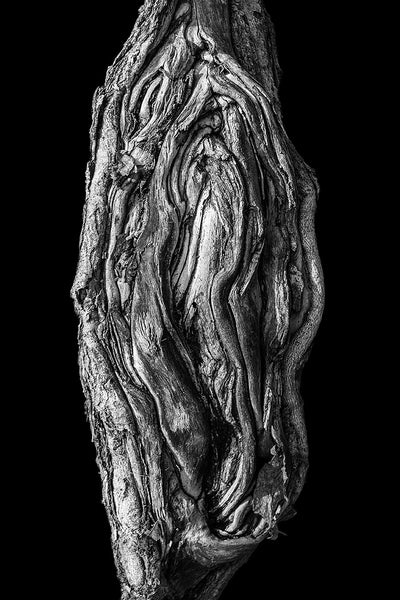 Black and white detail photograph of a beautifully gnarly tree root, isolated on a black background for a more simple and graphic effect.
