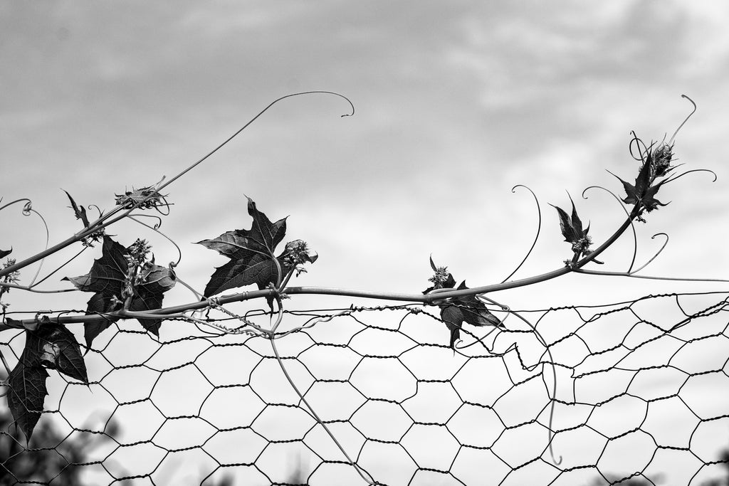 Black and white photograph of a vine running along the top of a garden fence on a summer day.