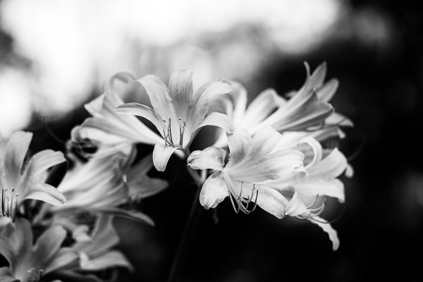 Black and white photograph composition of white flowers contrasted against a dark background.