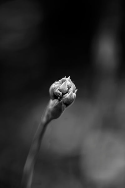 Black and white macro photograph of a clenched flower bud that's just on the verge of unfurling.