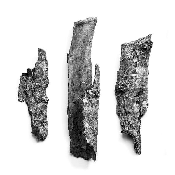 Black and white detail photograph of three fragments of textured tree bark arranged on a white background.