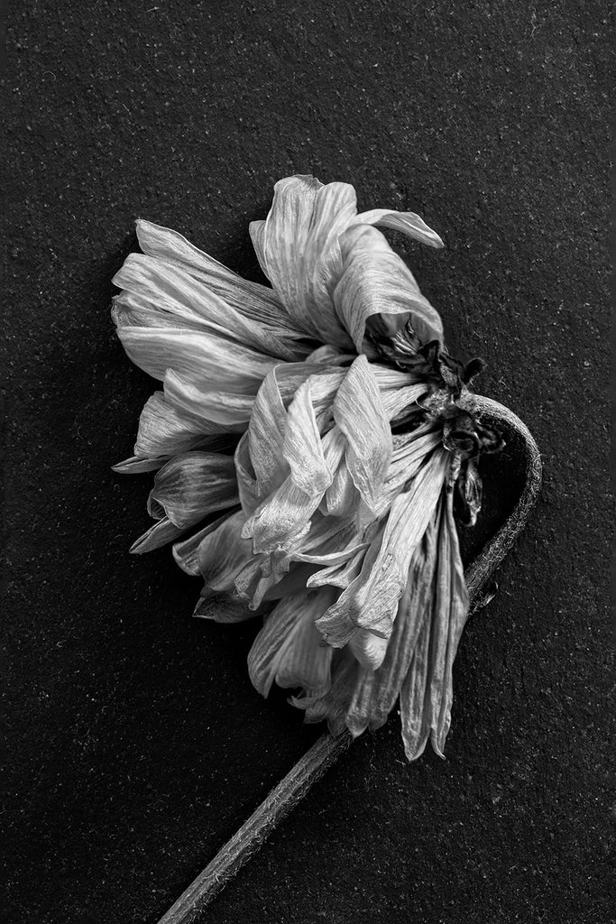 Black and white macro photograph of a dead flower with twisted and textured petals shot on a background of dark Tennessee slate.