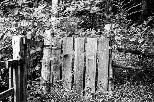 Black and white photograph of a homemade wooden gate set amongst a leafy path on the edge of the woods.