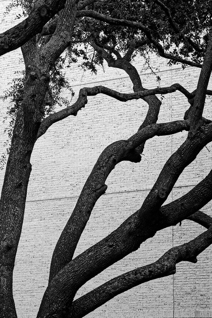 Black and white photograph of the big branches of an oak tree among the brick walls of buildings in urban Charleston.