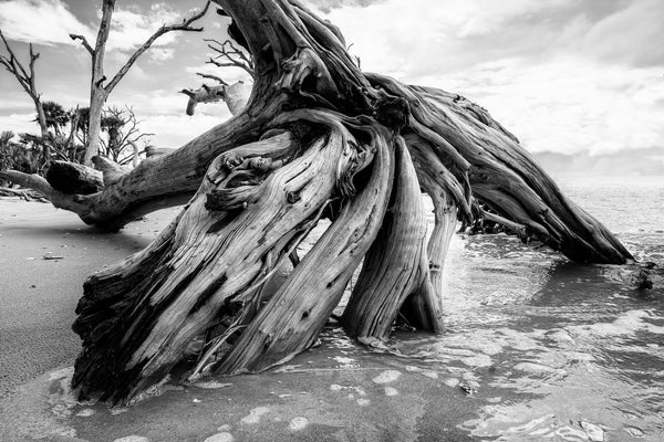 Black and white photograph of the roots of a driftwood tree laying on the beach.
