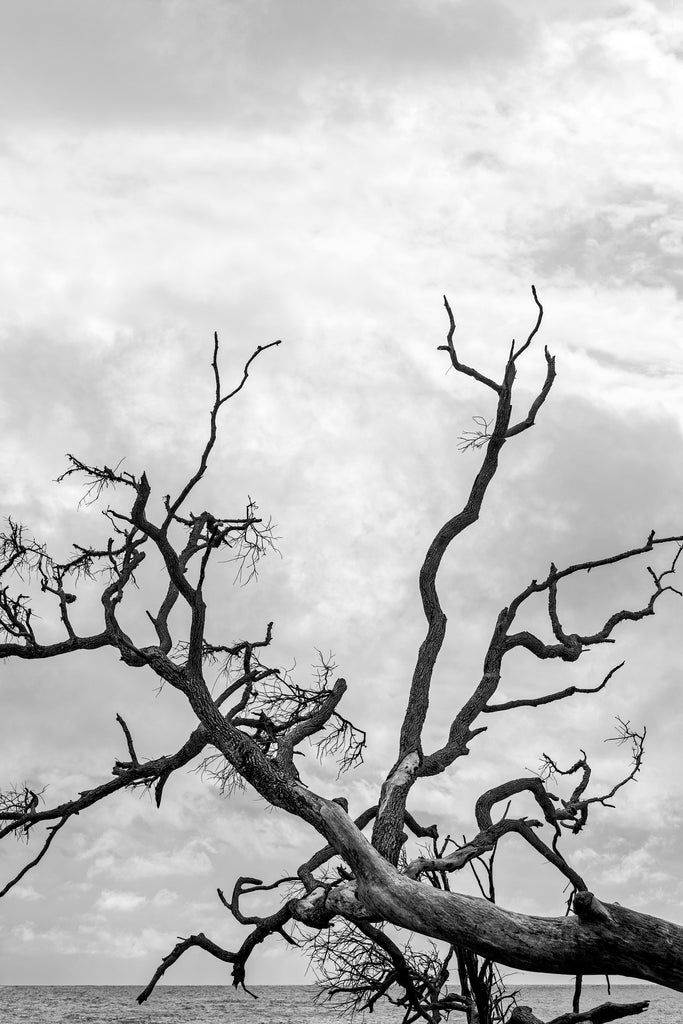 Black and white landscape photograph of fallen beach tree with the ocean visible in the background.
