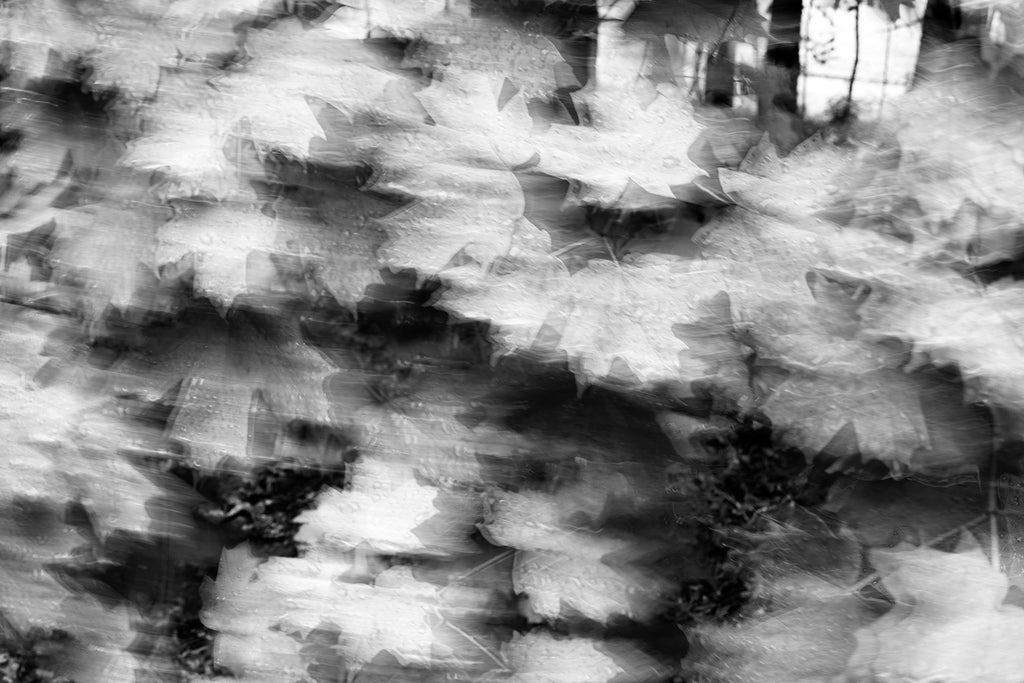 Black and white photograph of maple leaves wet with rain blowing in the wind.