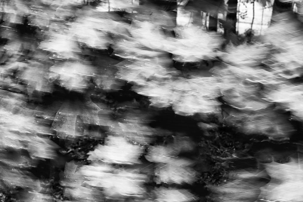 Black and white photograph of a wet tree leaves blurred by the blowing wind on a dark and rainy morning.