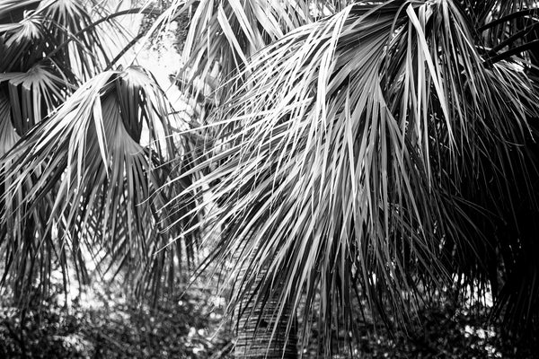 Black and white photograph of overlapping palm tree branches and leaves.