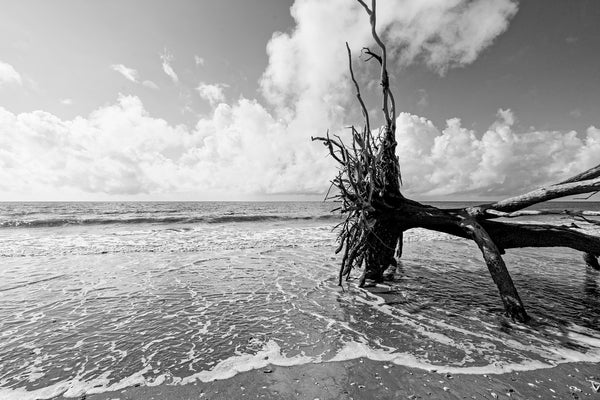 Black and white photograph of a fallen tree lying in the surf of an island beach.