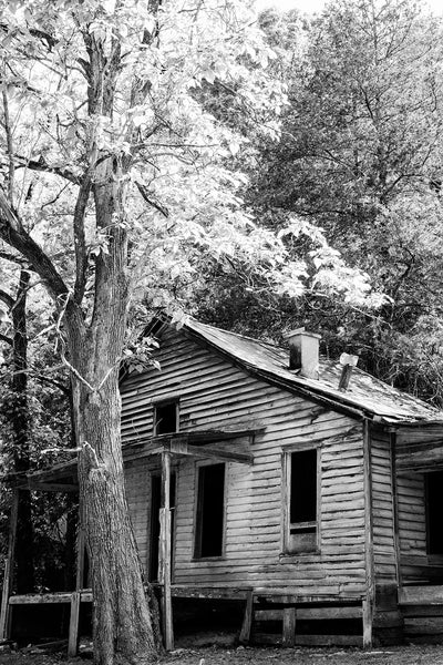 Black and white photograph of a giant tree catching the last rays of sunlight over the tin roof of an abandoned old house