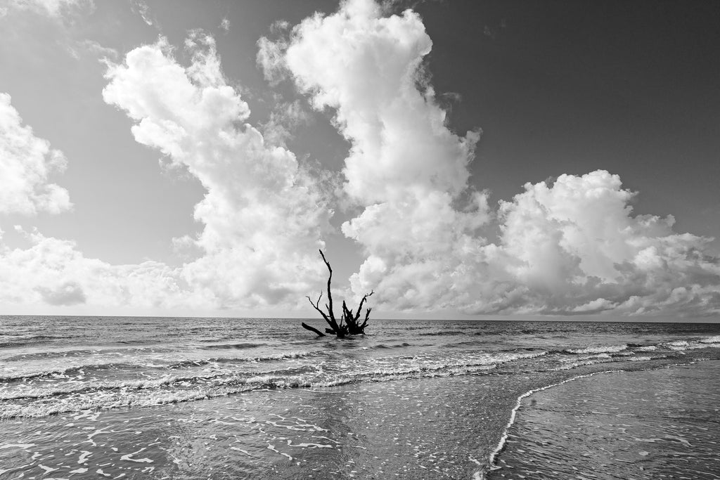 Black and white photograph of a driftwood tree in the ocean waves looks like the tentacles of a sea monster.