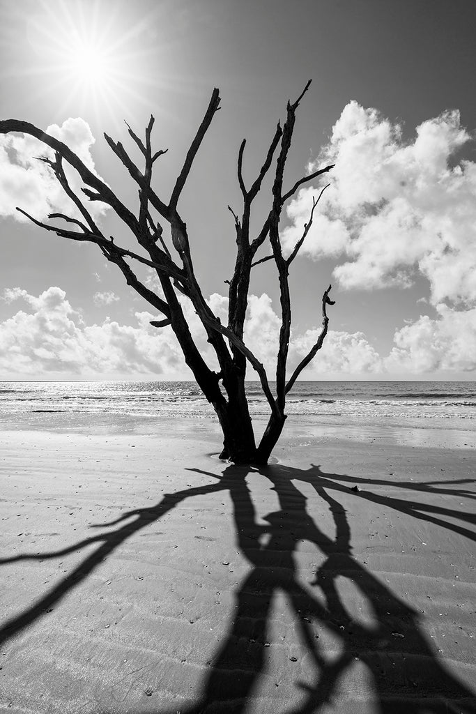 Black and white photograph of a dead tree on driftwood beach silhouetted against the radiating beams of the summer bright sun.
