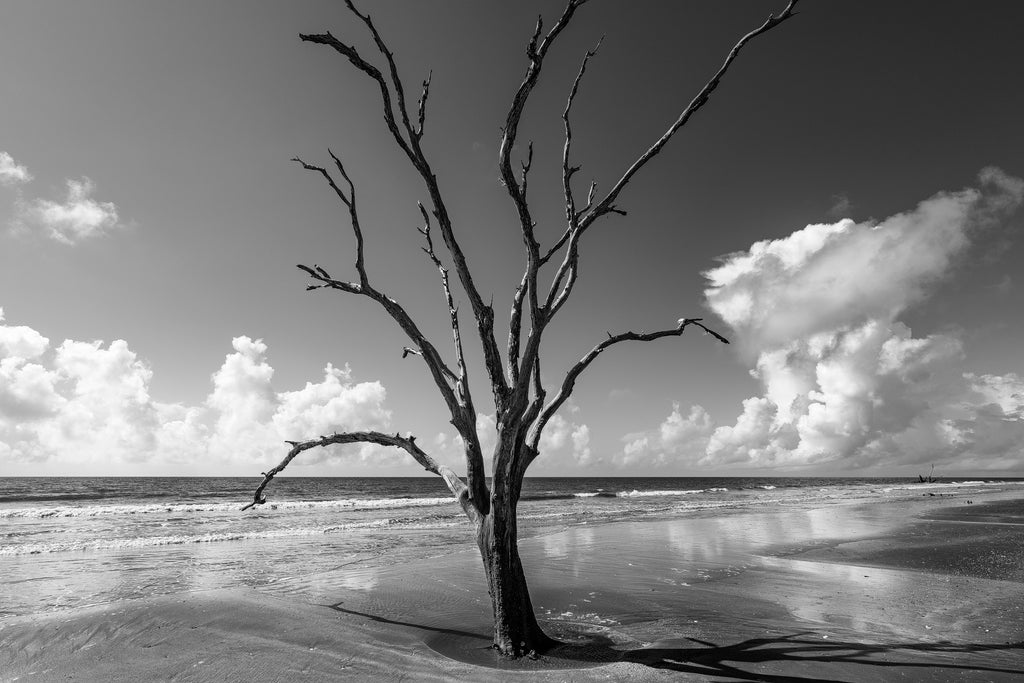 Black and white photograph of a dead tree standing on an empty beach amidst the surf with magnificent clouds along the horizon.