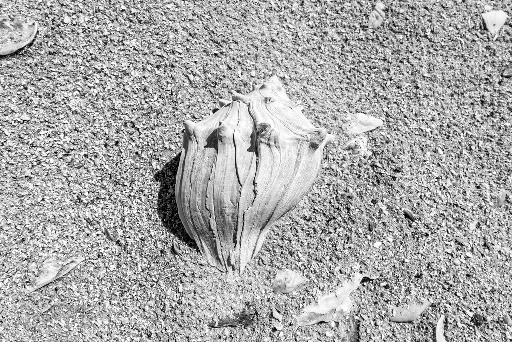 Black and white photograph of linear striation patterns on a weathered sea shell found on the beach.