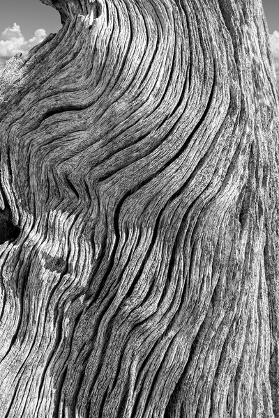 Black and white photograph of wavy line patterns on a piece of beach driftwood.