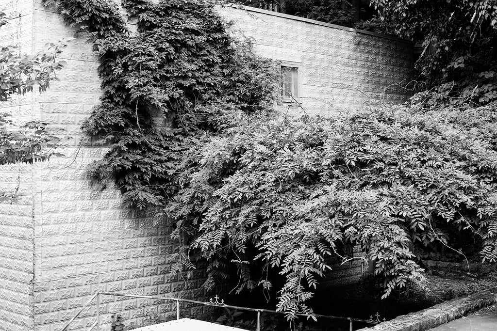 Earth is a Garden: Black and White Photograph (DSC03275)