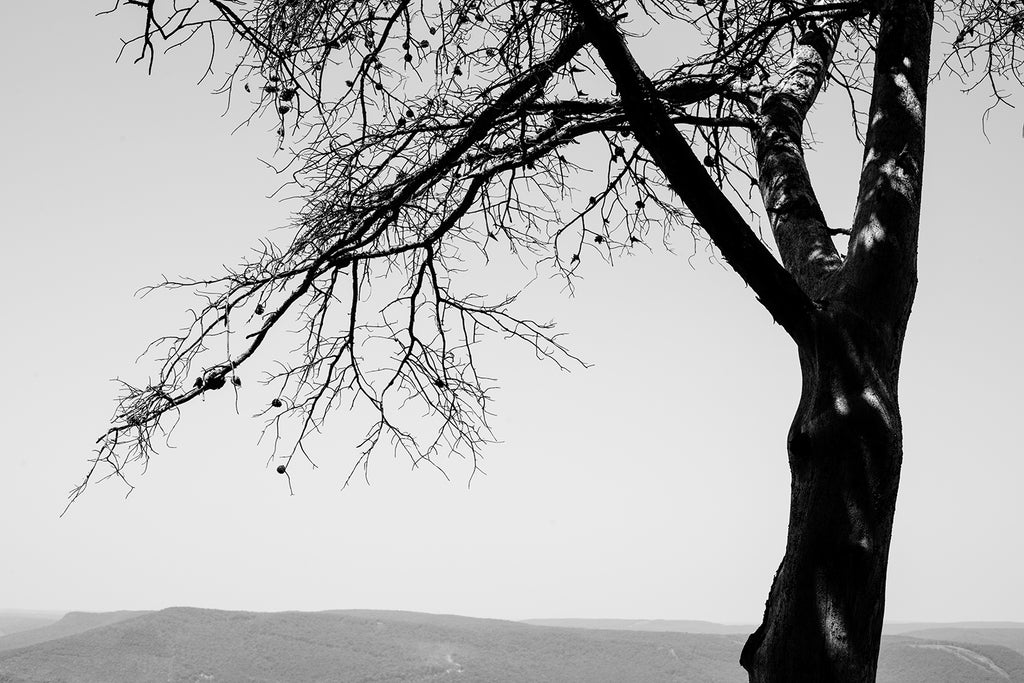Black and white landscape photograph of a sun dappled tree on a mountaintop with a broad vista to mountains in the far distance.
