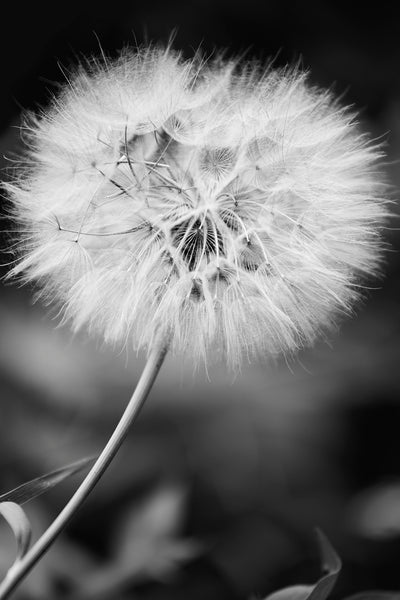 Black and white photograph of the giant dandelion seed head of the Western Salsify plant also known as Yellow Goat's Beard, or by its scientific name Tragopogon dubius.