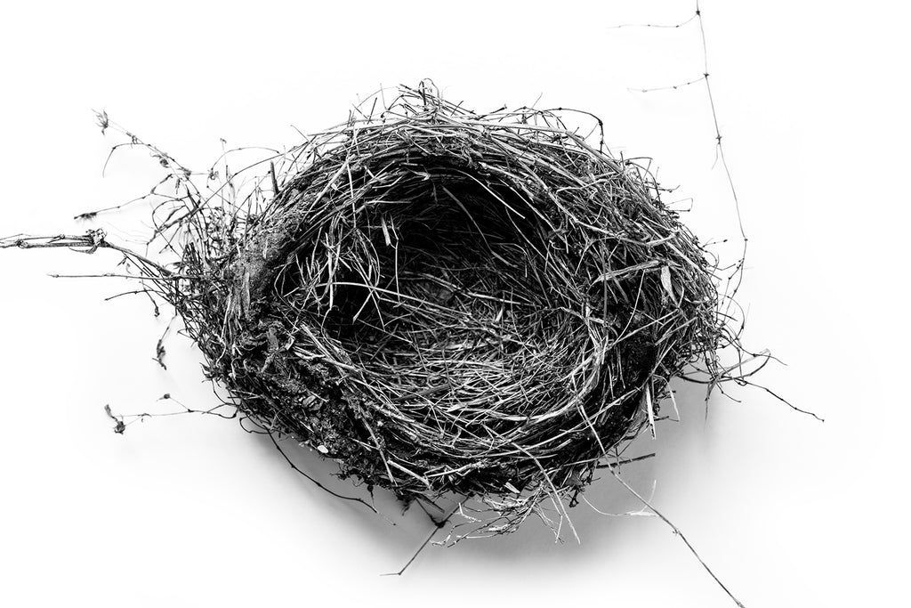 Highly detailed black and white fine art photograph of a beautiful bird nest on a simple white background.