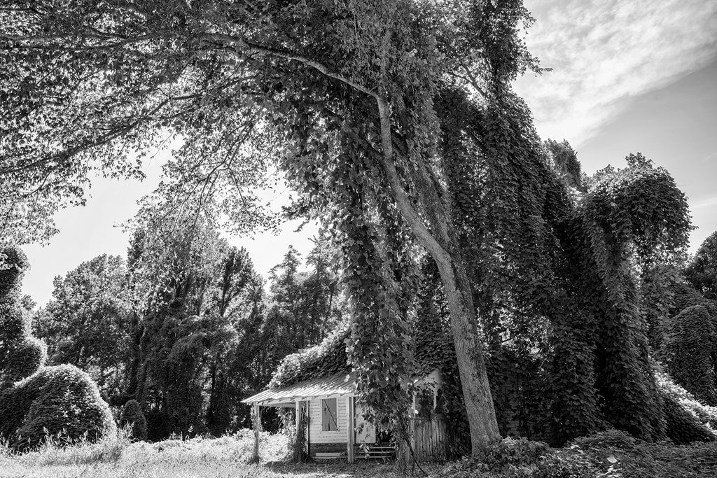 Abandoned House Being Swallowed by Kudzu - Black and White Landscape Photograph (DSC05051)