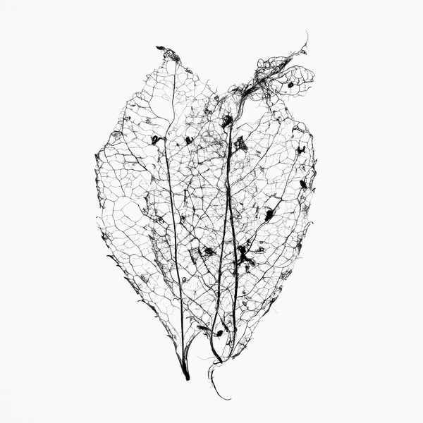 Three Fragile Tiny Leaf Skeletons Black and White Photograph (Square Format) (DSC05832)