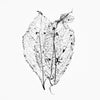 Three Fragile Tiny Leaf Skeletons Black and White Photograph (Square Format) (DSC05832)