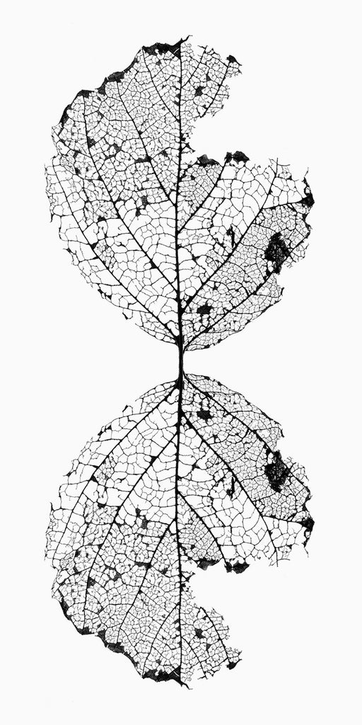 Leaf Skeleton Reflection Black and White Photograph (DSC05853)