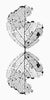 Leaf Skeleton Reflection Black and White Photograph (DSC05853)