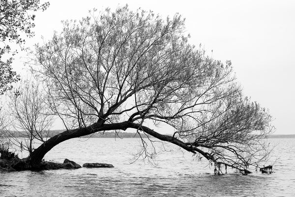 Black and white landscape photograph of a curved willow tree on a promontory of land jutting into a lake.