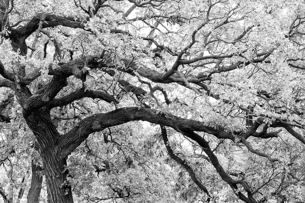 Black and white landscape photograph of a big beautiful oak tree with autumn leaves.