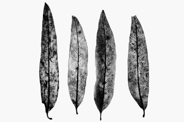 Minimalist black and white photograph of four fallen leaves on a white background.