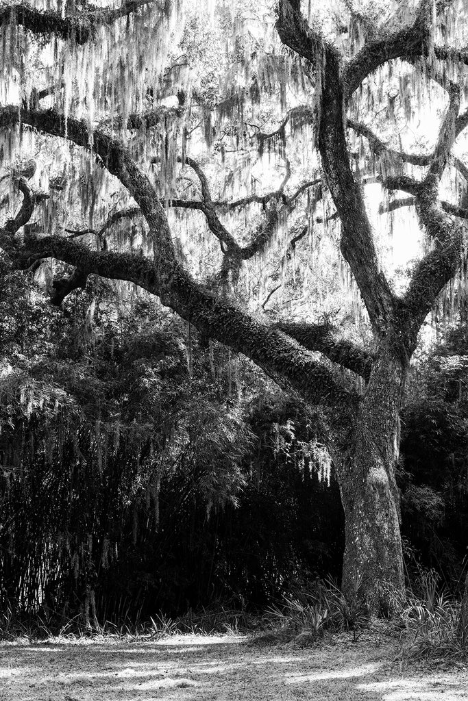 Black and white photograph of a giant old oak tree draped with Spanish moss in Savannah, Georgia.