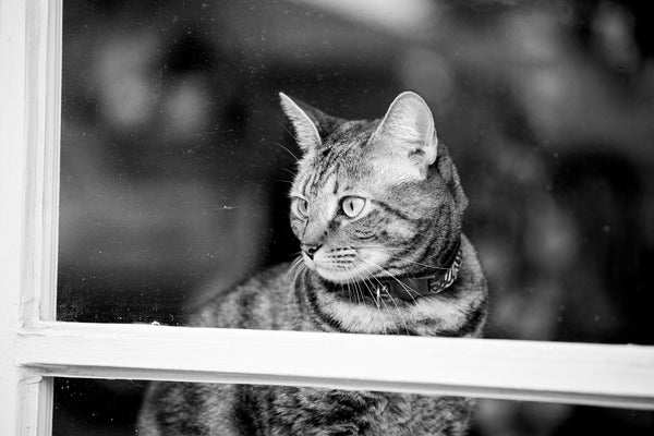 Black and white photograph of a curious cat in the window of a shop in Savannah, Georgia.