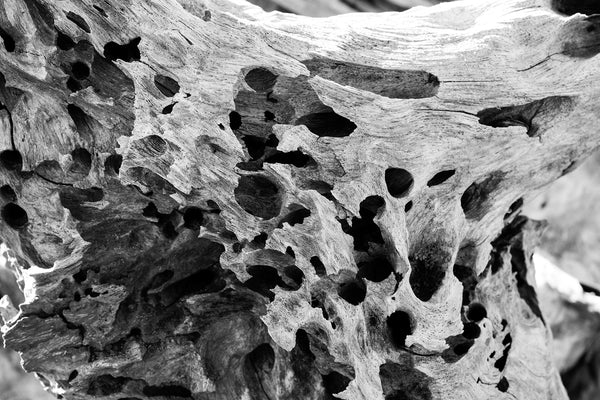 Black and white detail photograph of a piece of driftwood riddled with holes created by ship-eating sea mollusks.