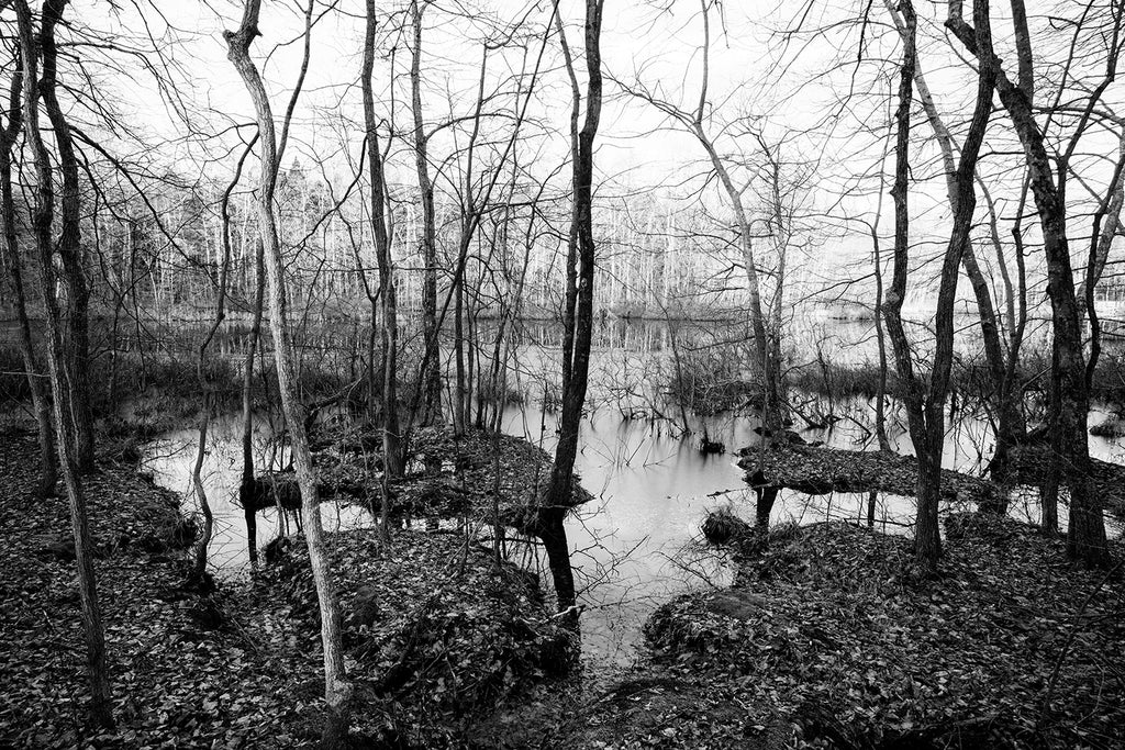 Black and white landscape photograph of the light of the rising sun catching the trees on the far side of a small pond in winter.