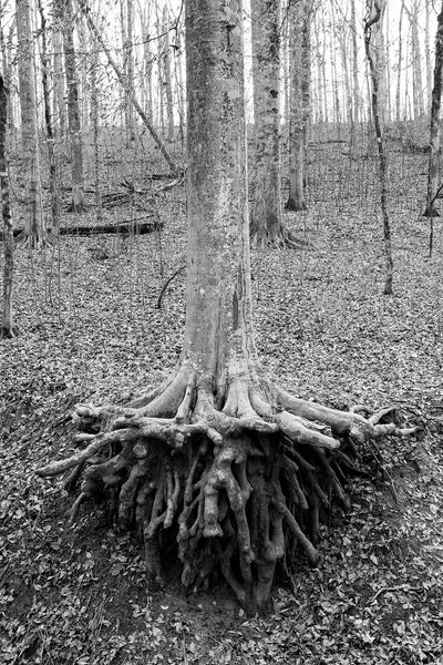 Black and white photograph of a tree on sloping ground with incredible exposed roots.