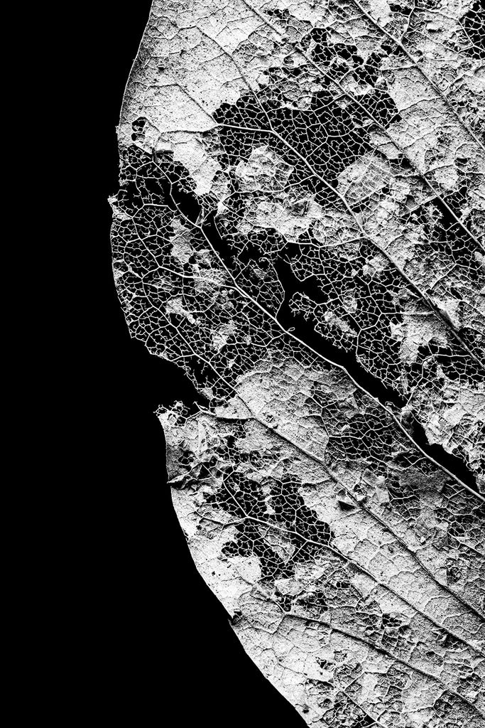 Black and white macro photograph of the beautiful and intricate details of a leaf skeleton against a black background.